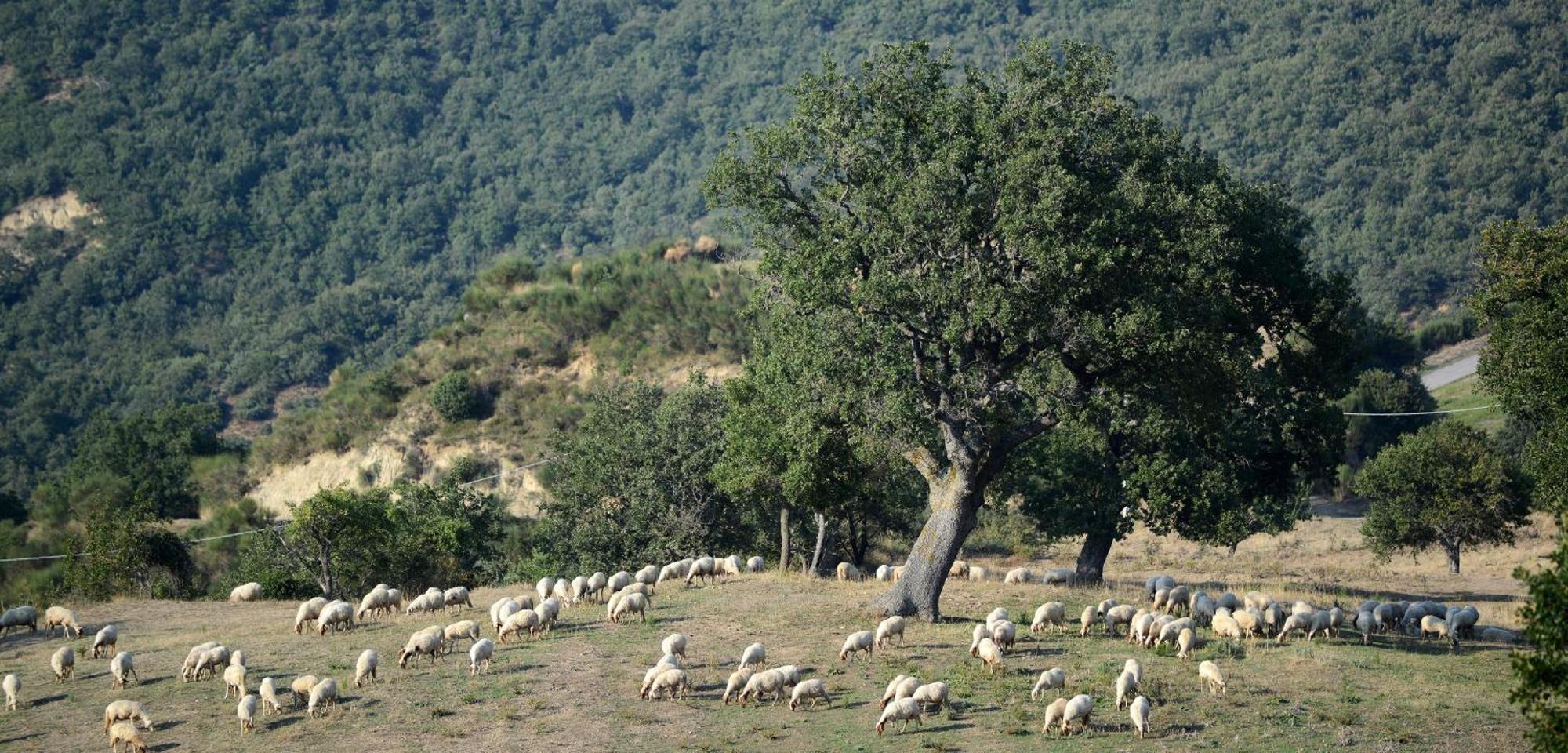 Agriturismo Masseria Castiglione Gallicchio Екстер'єр фото