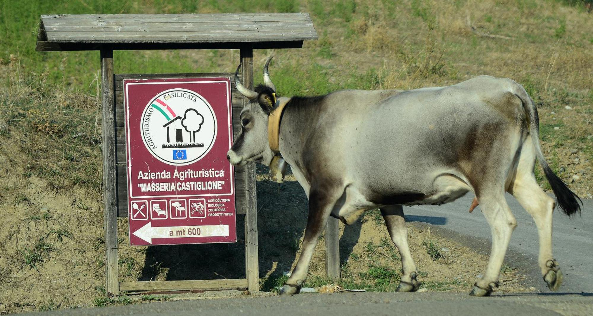 Agriturismo Masseria Castiglione Gallicchio Екстер'єр фото